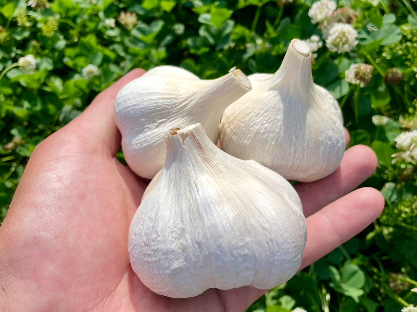 【ふくママFarm様注文品】岡山県産ニンニク約6kg　バラ Amazon.co.jp: 黒ニンニク 青森県産 無添加 福地ホワイト六片