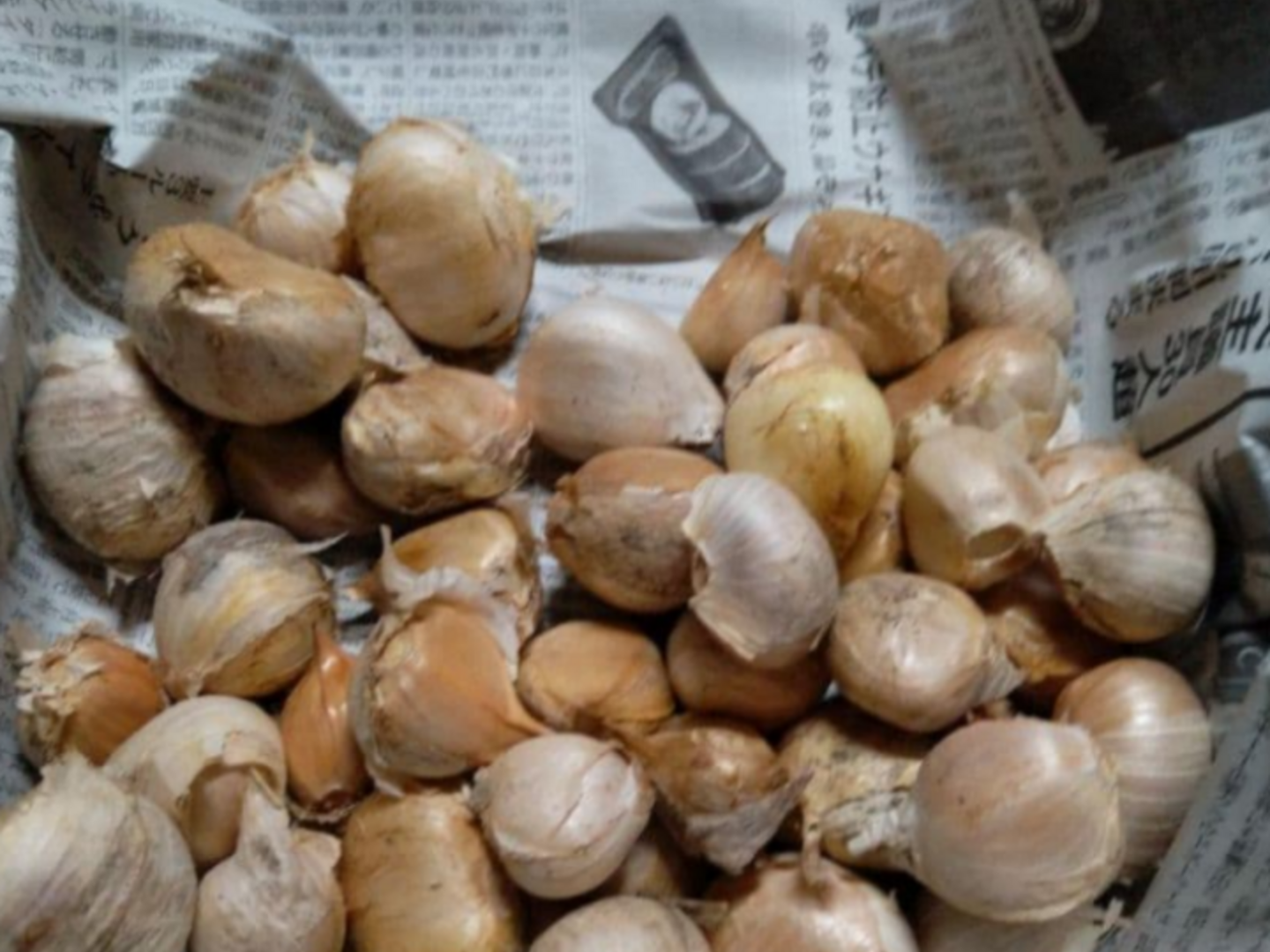 R8年和歌山県産ジャンボにんにく：和歌山県産のジャンボにんにく｜食べ