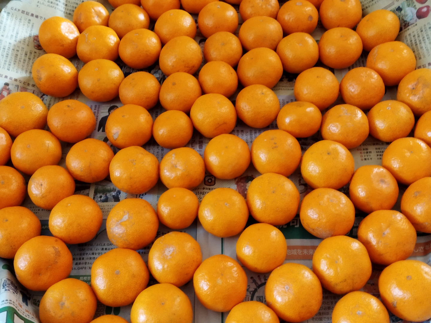 新品登場 三ヶ日早生みかん「ブサ皮くん」5kg：静岡県産のみかん・柑橘類 果物