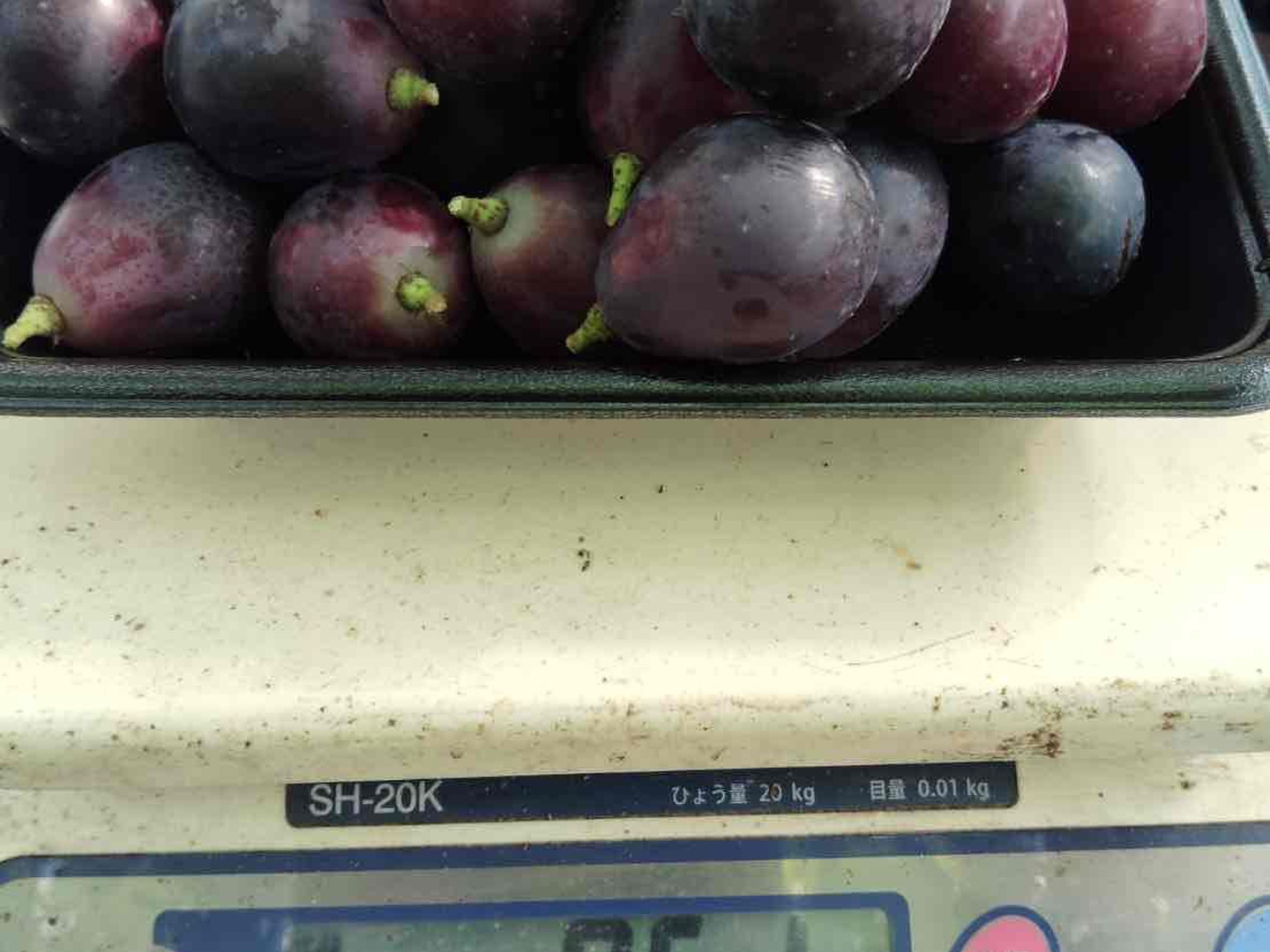 ナガノパープル 訳あり 2キロ(1kg×2) 【バラ粒】：山形県産のナガノ