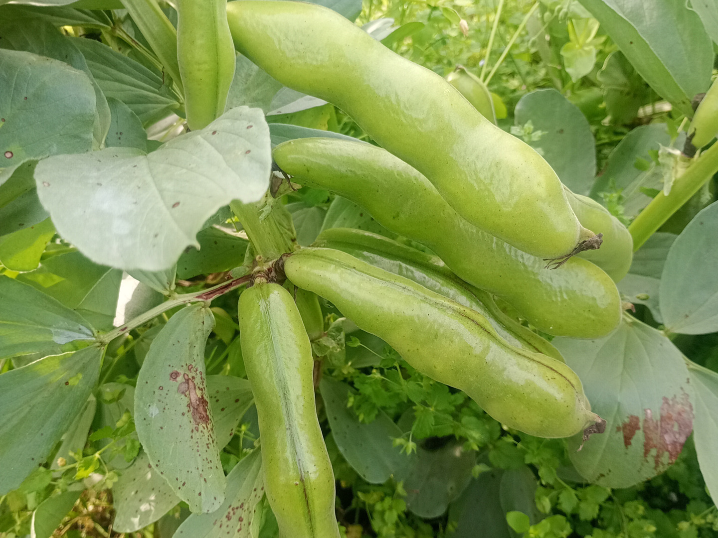 茨城県産 ソラマメ 二粒鞘 約4kg 鞘付 訳あり お得 朝収穫して当日発送