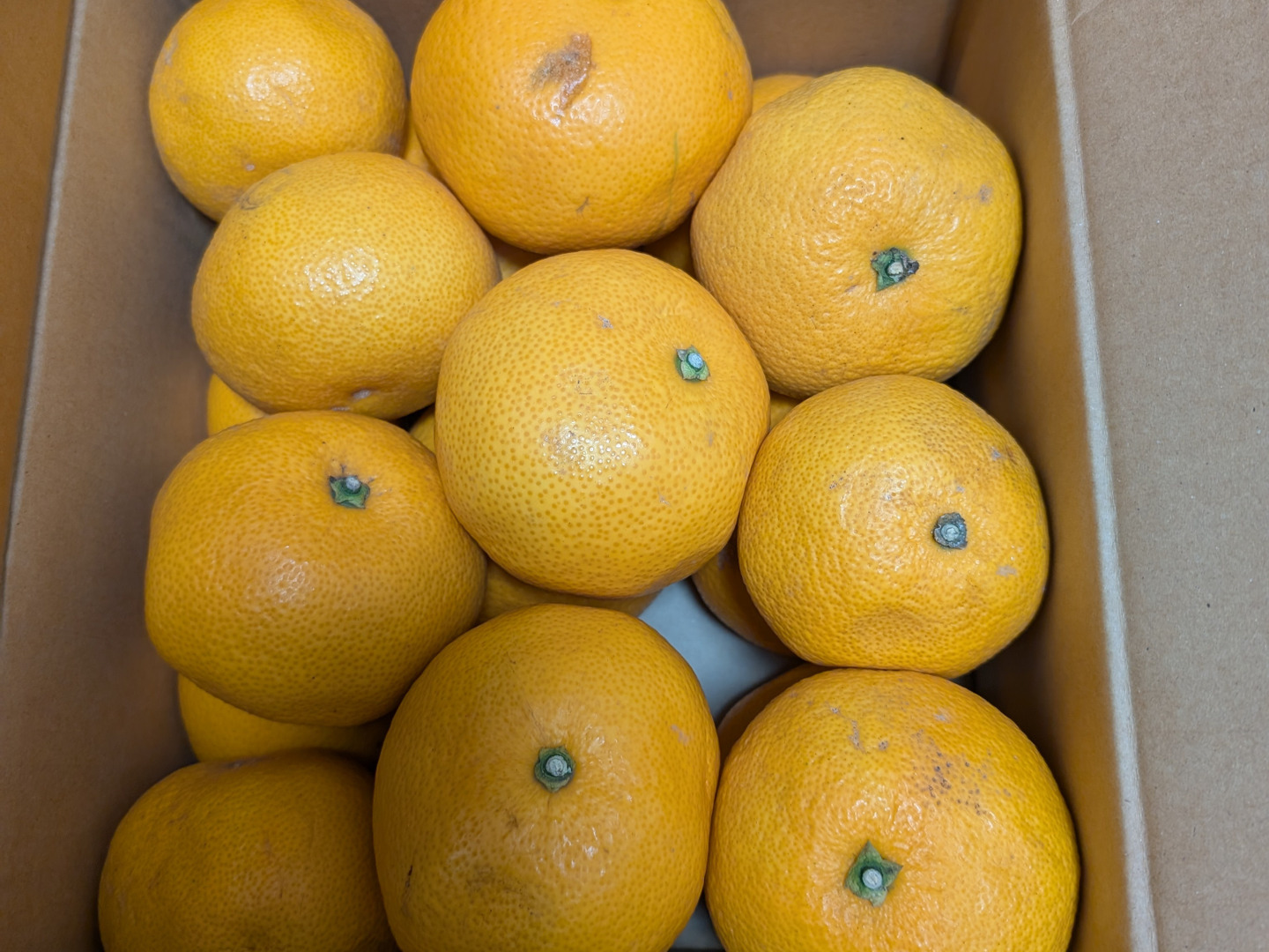激安の 甘酸っぱい八朔 サイズ混合：和歌山県産のみかん・柑橘類 5kg 果物
