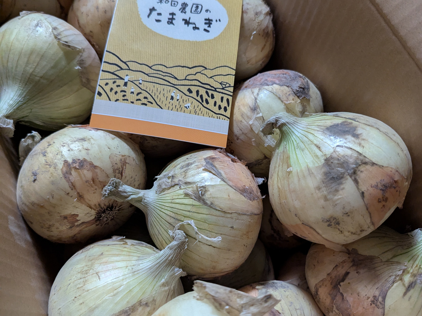 ぷてくん淡路島新玉ねぎ この時期だけ！！その甘さに感激！淡路島新玉ねぎ 5kg（早生