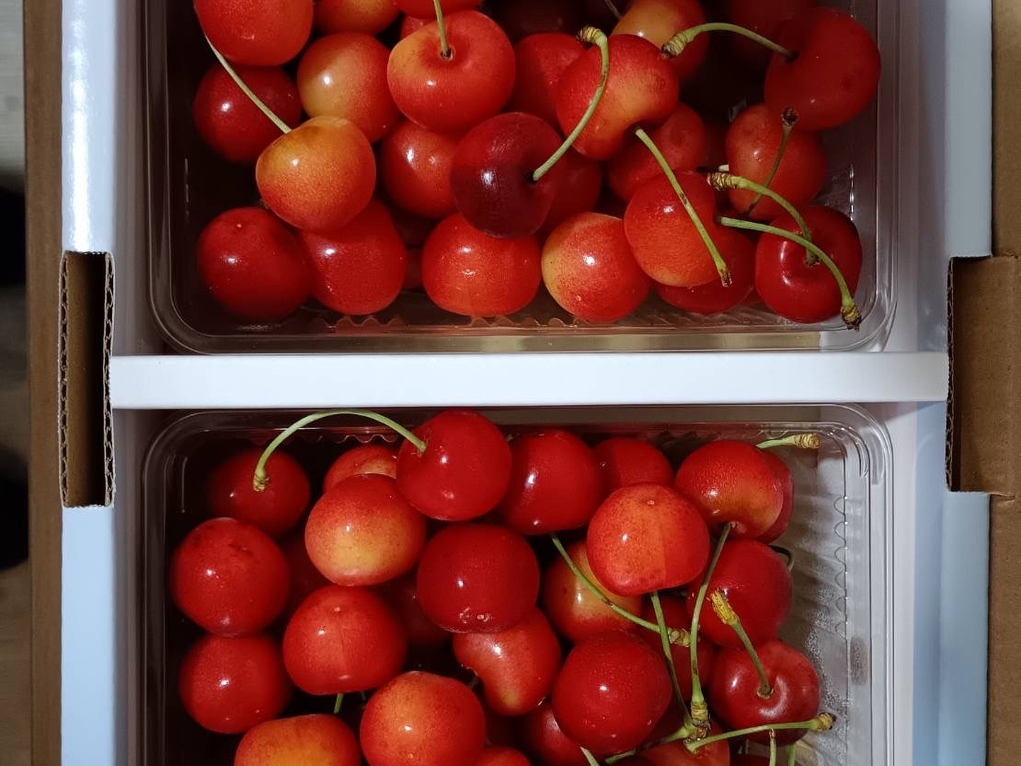 夏ギフト】【朝どれ】さくらんぼ（紅秀峰）L 2L 500g×2パック