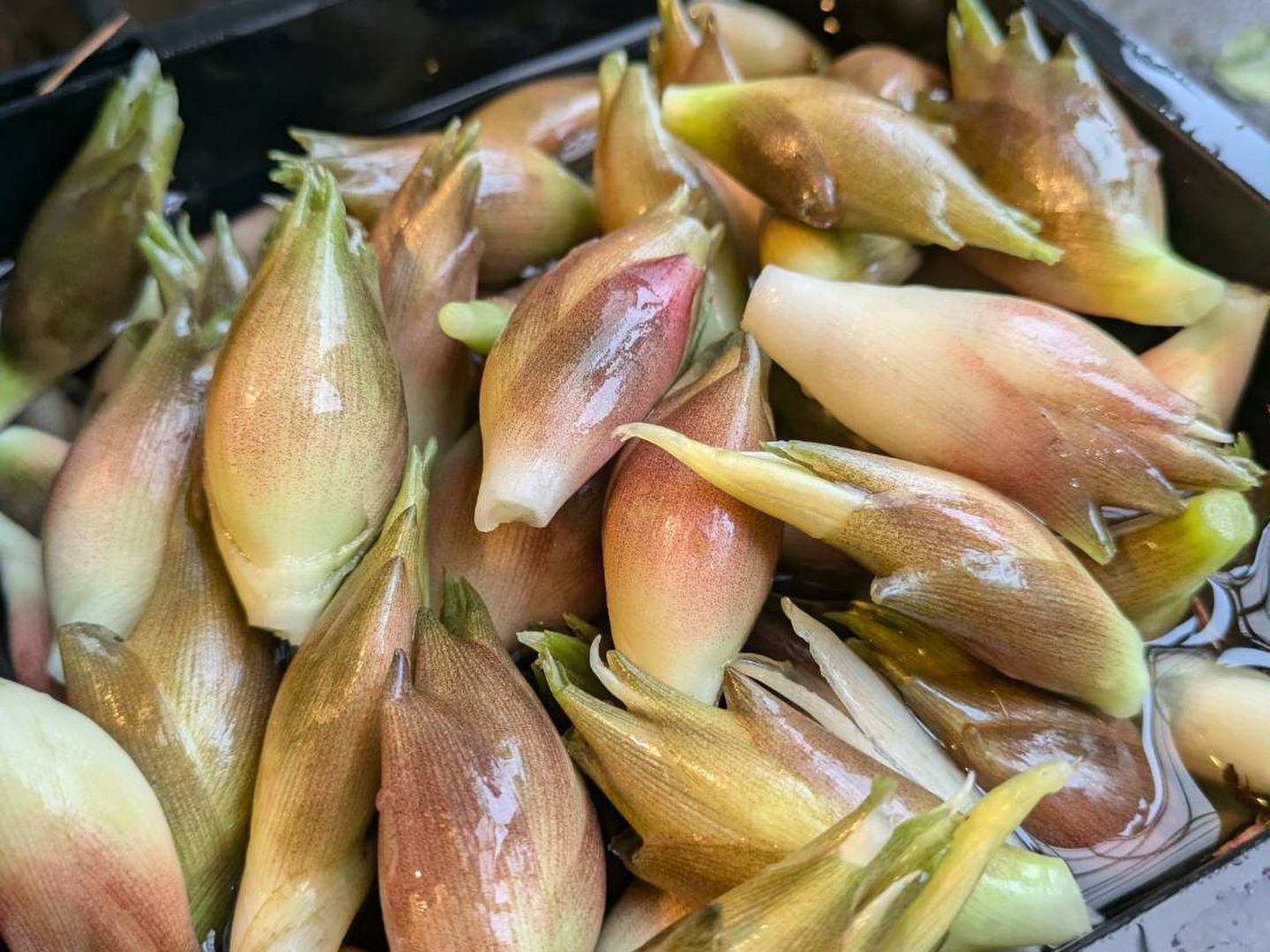 高品質 みょうが 500g：埼玉県産の野菜｜食べチョク｜産地直送(産直)お 野菜