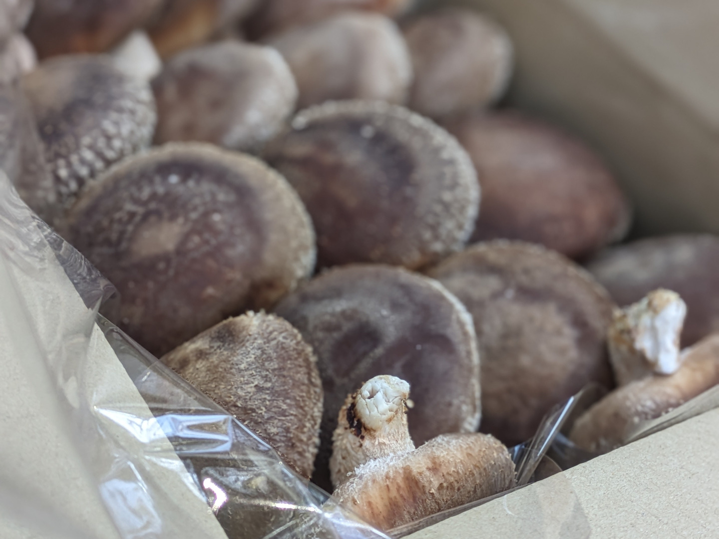 最新モデル 採れたて原木生しいたけ専門農家のしいたけ】形自慢(60サイズ 野菜