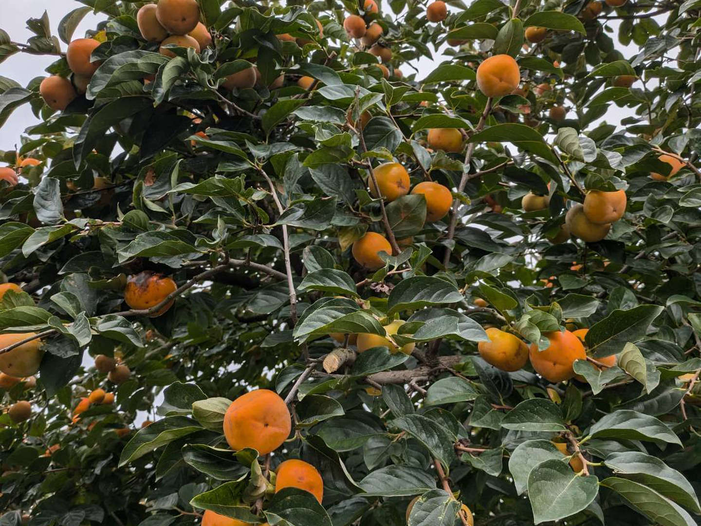 渋柿 平核無柿5.5kg：長野県産の平核無柿｜食べチョク｜産地直送(産直