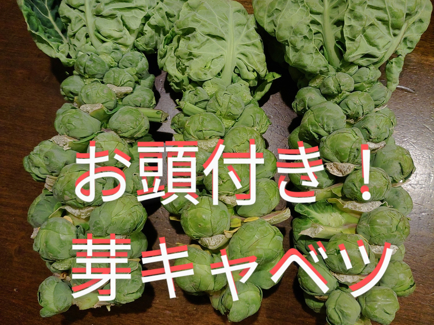 最上の品質な お頭付き！芽キャベツ3〜4本：熊本県産の芽キャベツ｜食べチョク 野菜
