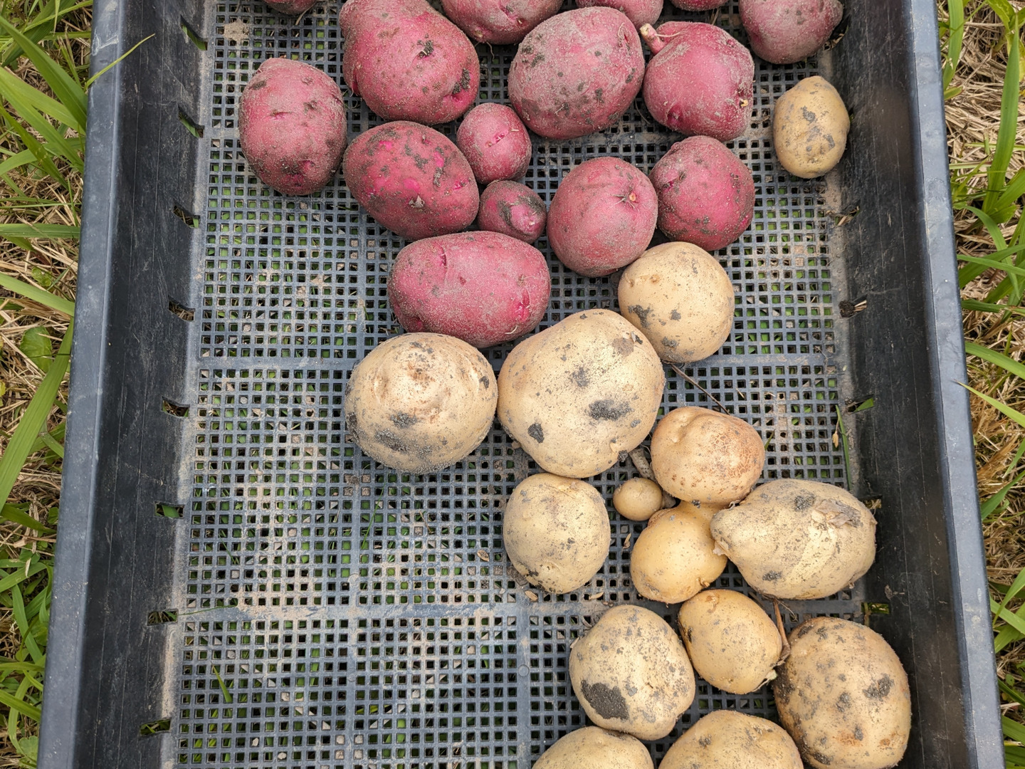 人気ブランドランキング じゃがいも2種食べ比べ/アンデスレッド2.5kg/デジマ2.5kg/計 野菜