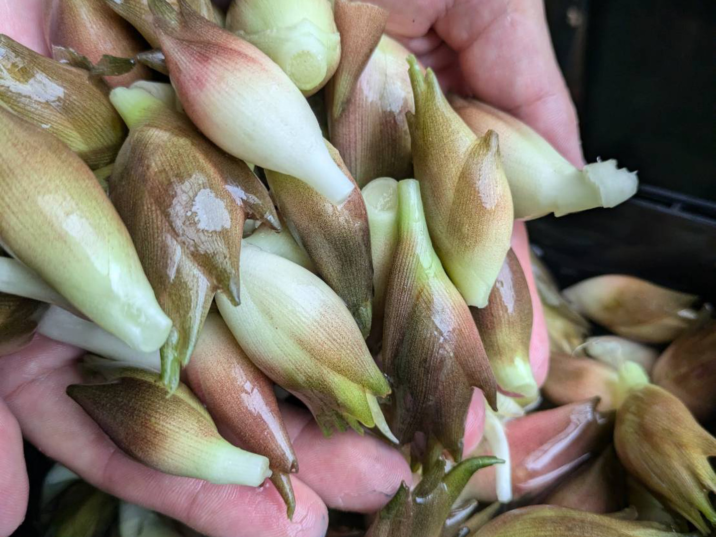初売り みょうが 500g：埼玉県産の野菜｜食べチョク｜産地直送(産直)お 野菜