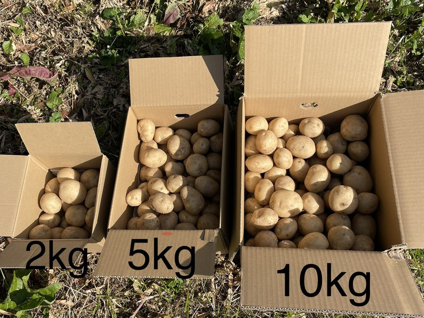 自然栽培】出島(デジマ) じゃがいも 2㎏（農薬・肥料不使用） 新