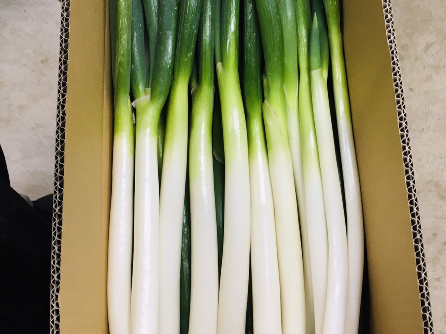 20kg》葱華屋の泥付き