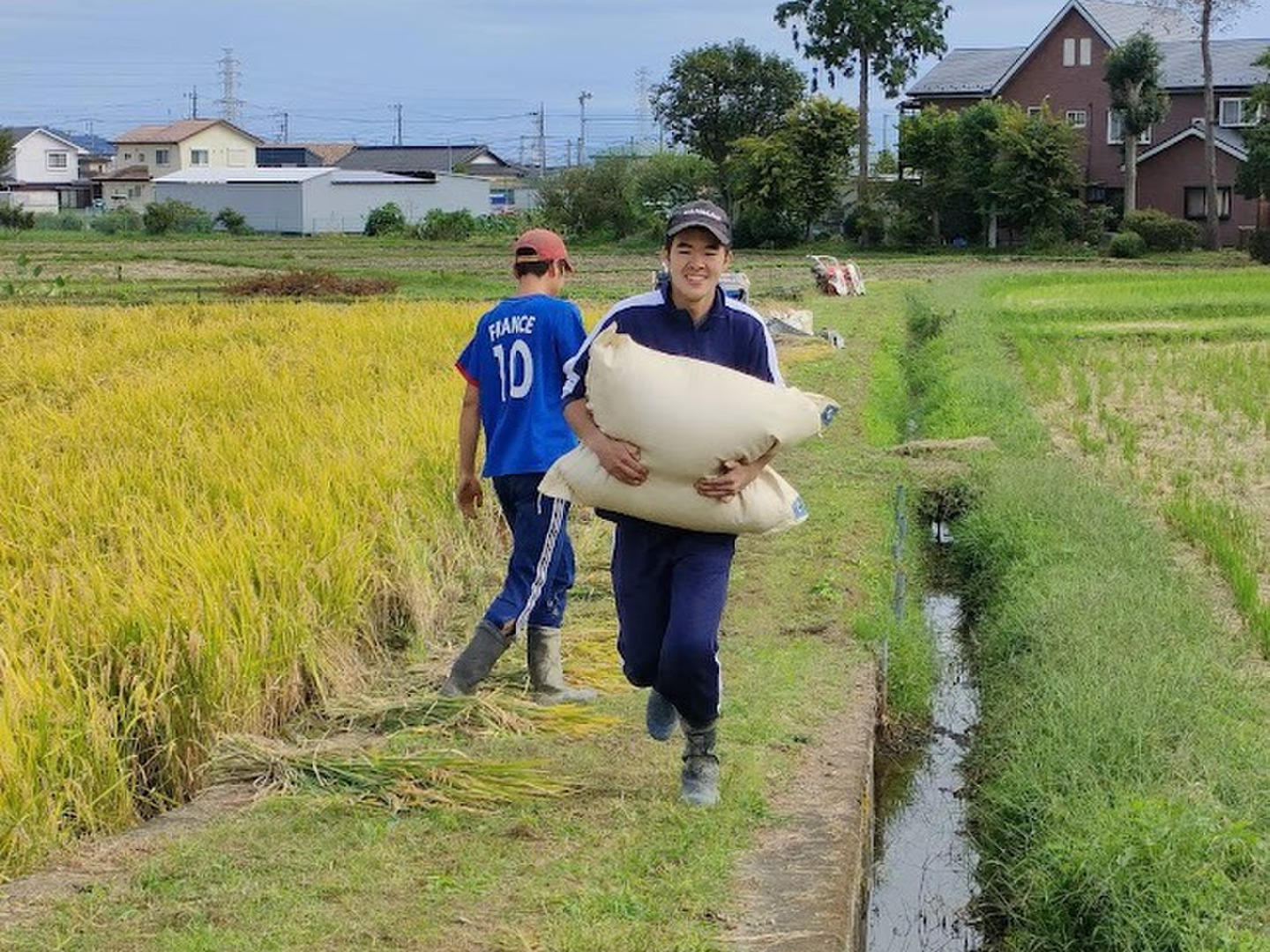 神奈川県産 令和5年 お米 10キロ yosakoi-yafuu-store_kosihikari2