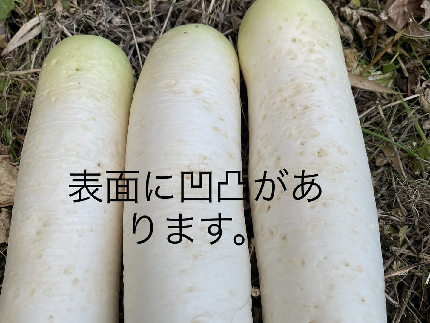 【ふるさと割】 自然栽培】大根（だいこん）3㎏（農薬・肥料不使用）：愛媛県産 野菜