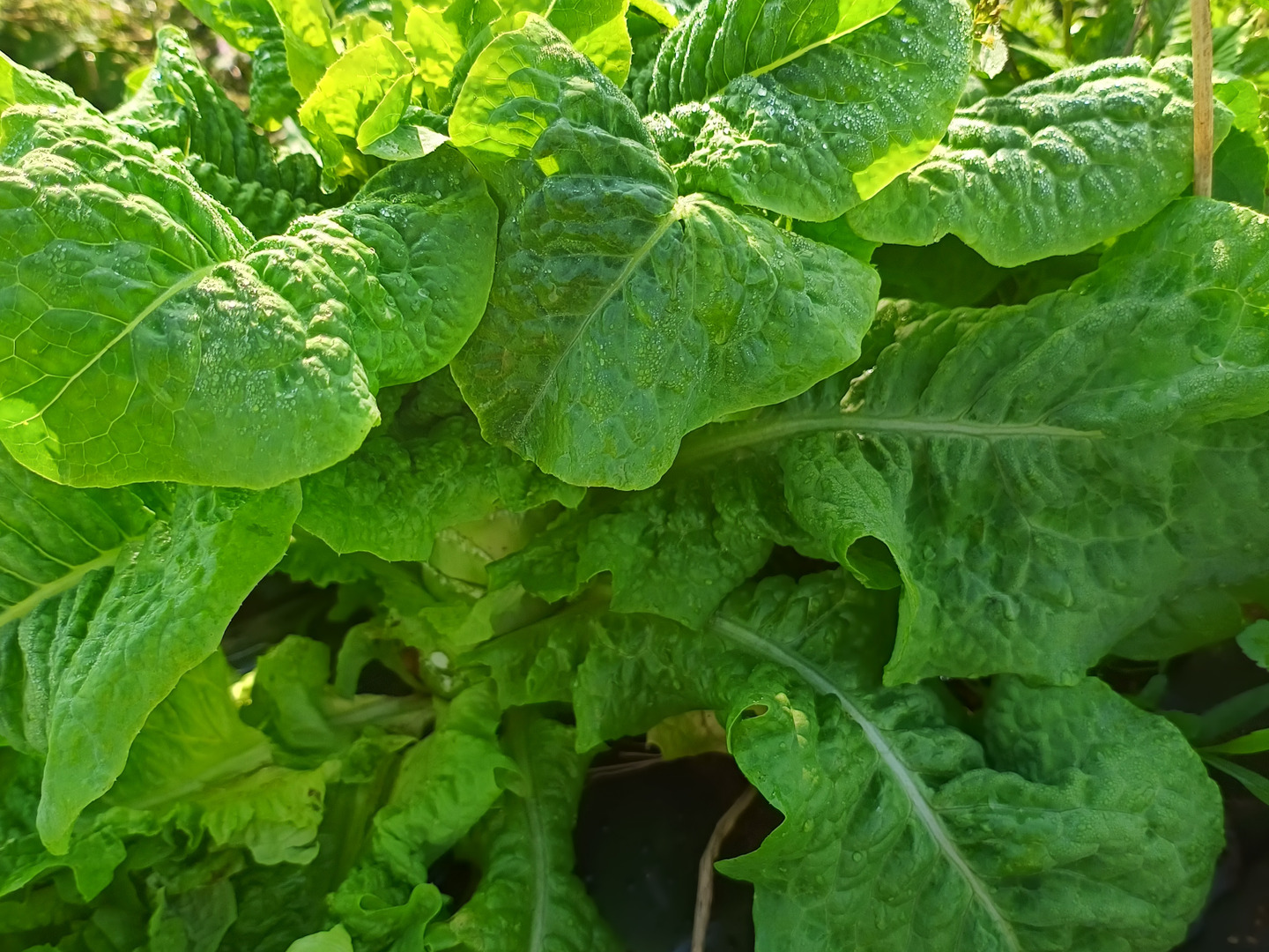 予約：11月上旬～出荷】野菜ソムリエサミット銀賞受賞☆ステム