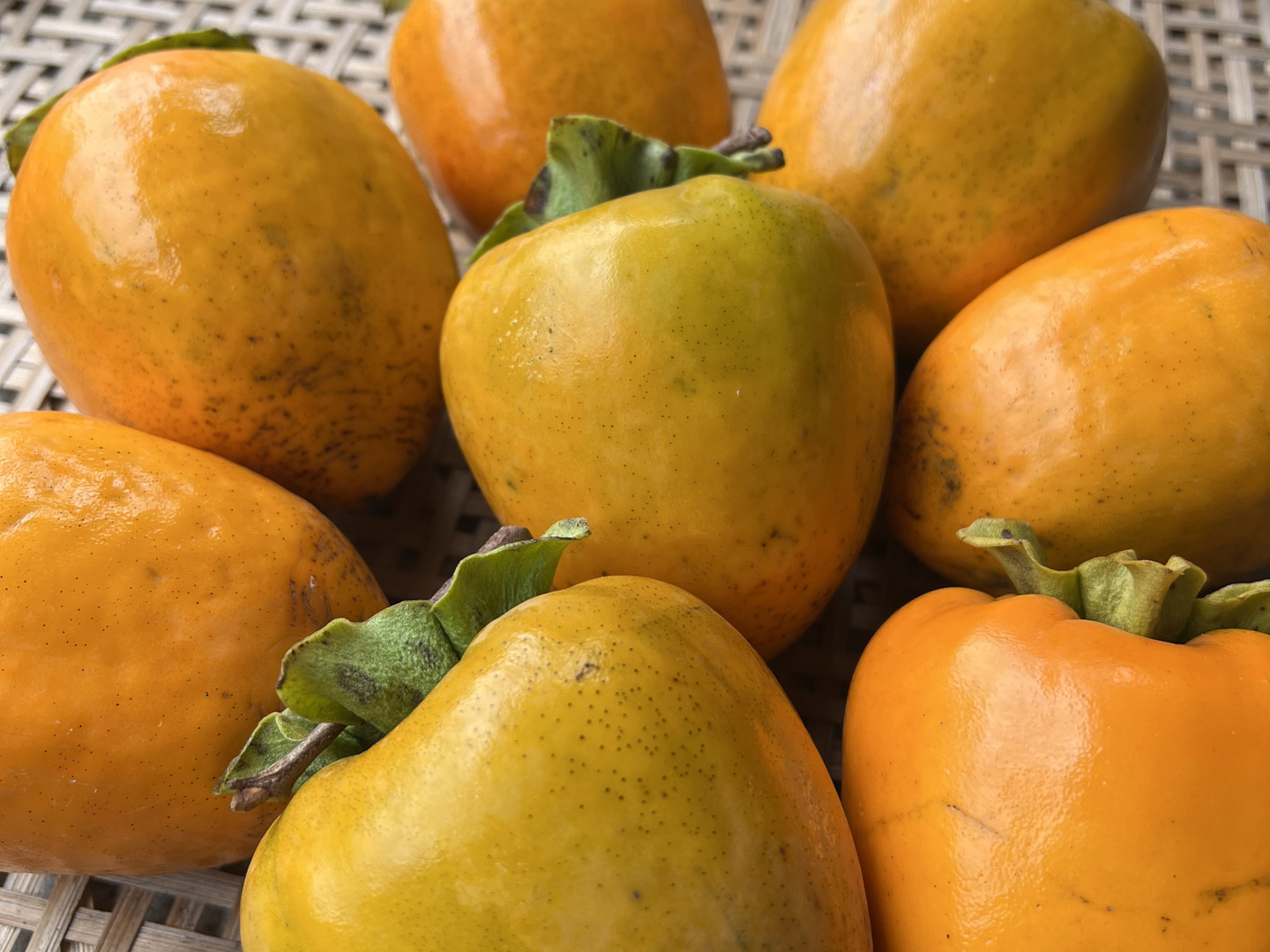 干し柿用！自然栽培渋柿（品種:蜂屋柿） 大玉 10玉 約2.5kg：福島県産