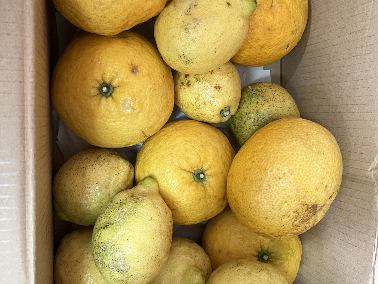 食べてみんさい島の紅甘夏○農薬不使用○2Kg：広島県産のみかん
