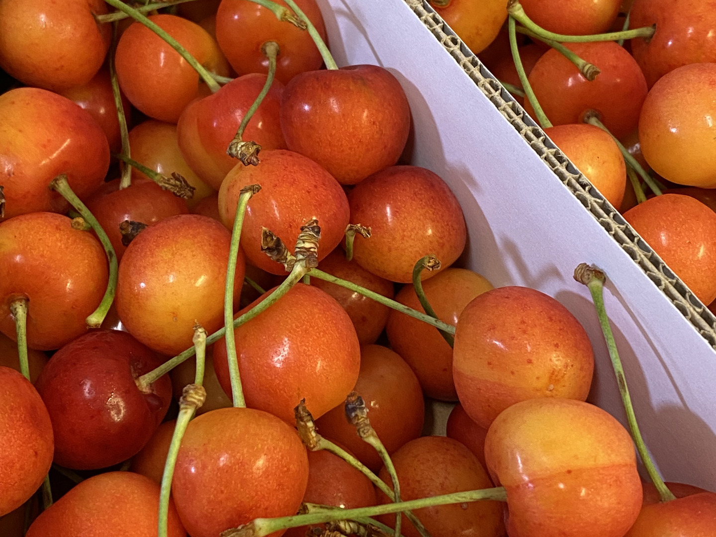 最終20箱限定🍒 】【 紅秀峰 】さくらんぼ 山形県天童産 訳あり