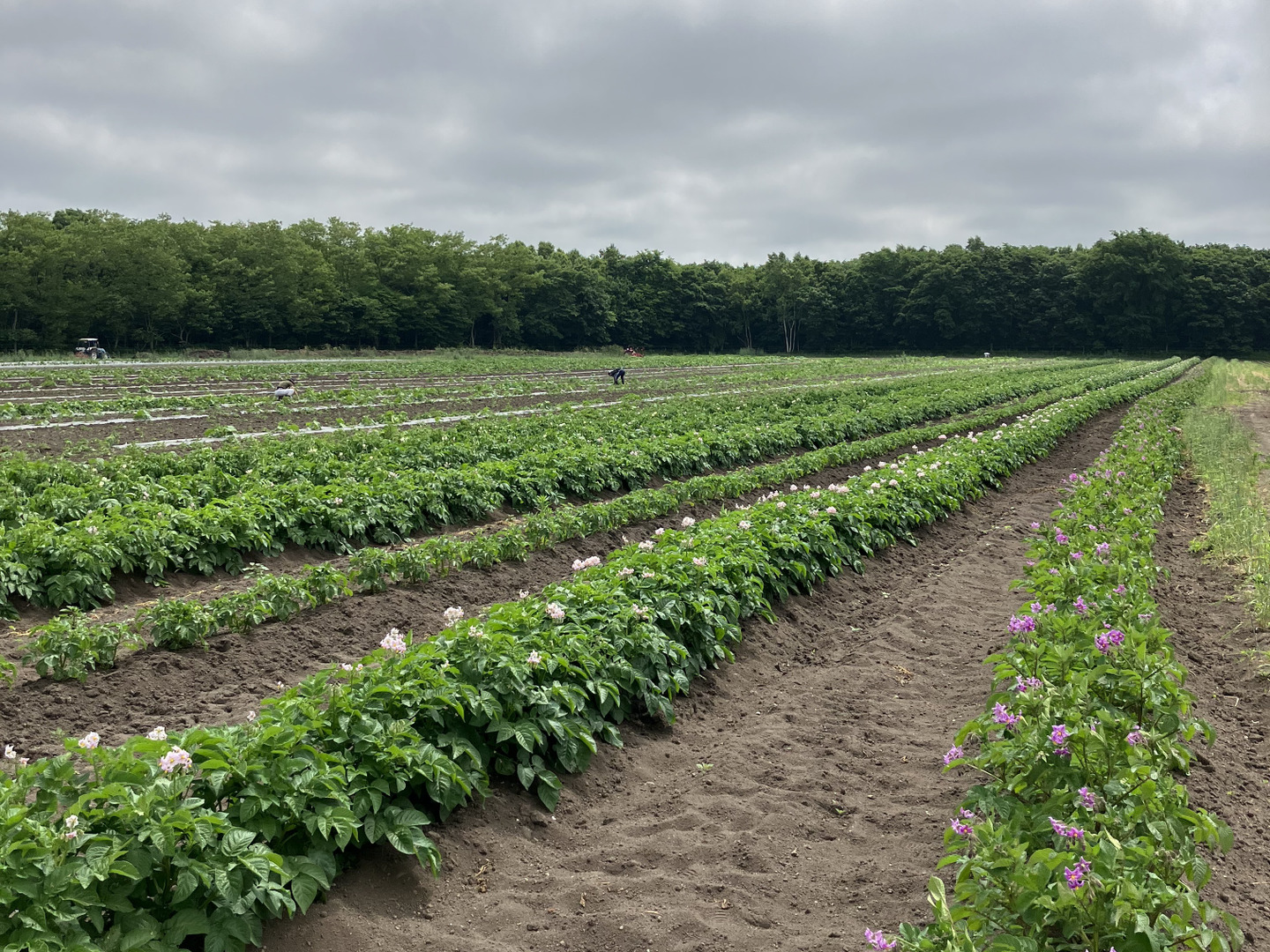 農薬化学肥料除草剤不使用🥔北海道産🥔新物インカのめざめ5kg