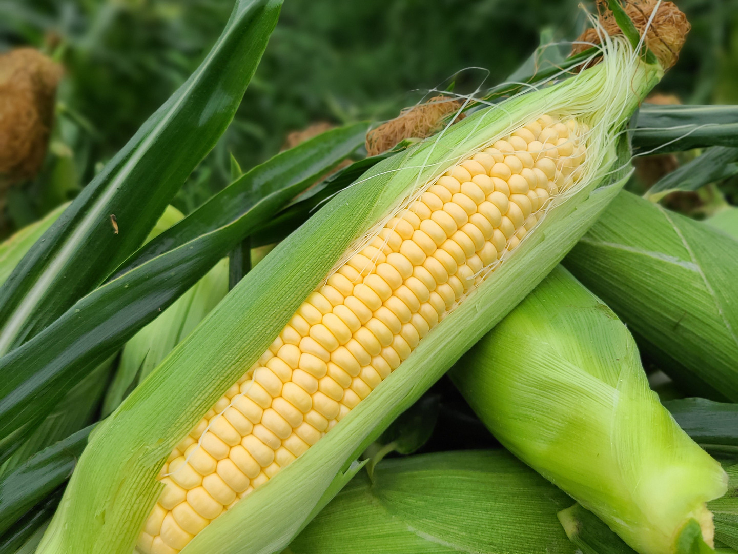 いみる！　静岡県遠州森のとうもろこし20本 朝採り 産地直送 mori0630thumb(1).jpg