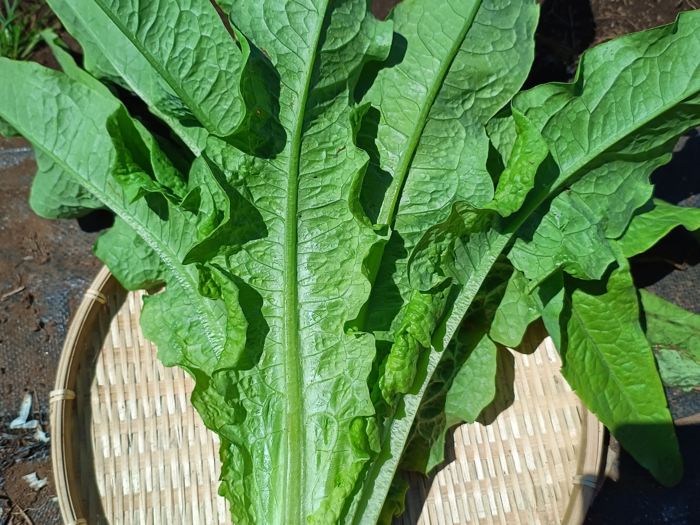 2種類の茎レタス（ステムレタス）5キロ（箱込み）：埼玉県産の