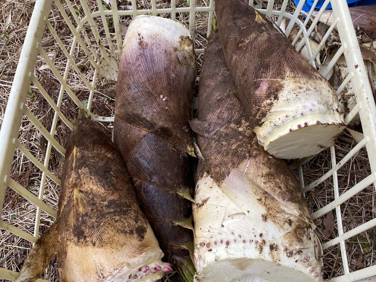 まきうめ様【山形県産】湯田川孟宗　10kg まきうめ様【山形県産】湯田川孟宗 10kg 楽天市場】 ◇湯田川孟宗 :
