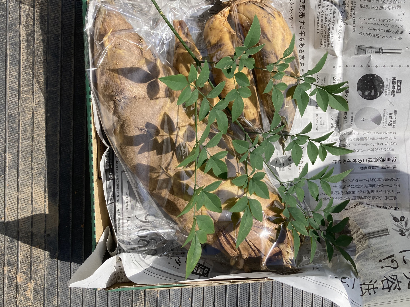 早堀りたけのこ 鹿児島県産 1.2キロ箱込 白子筍 野菜 農薬不使用