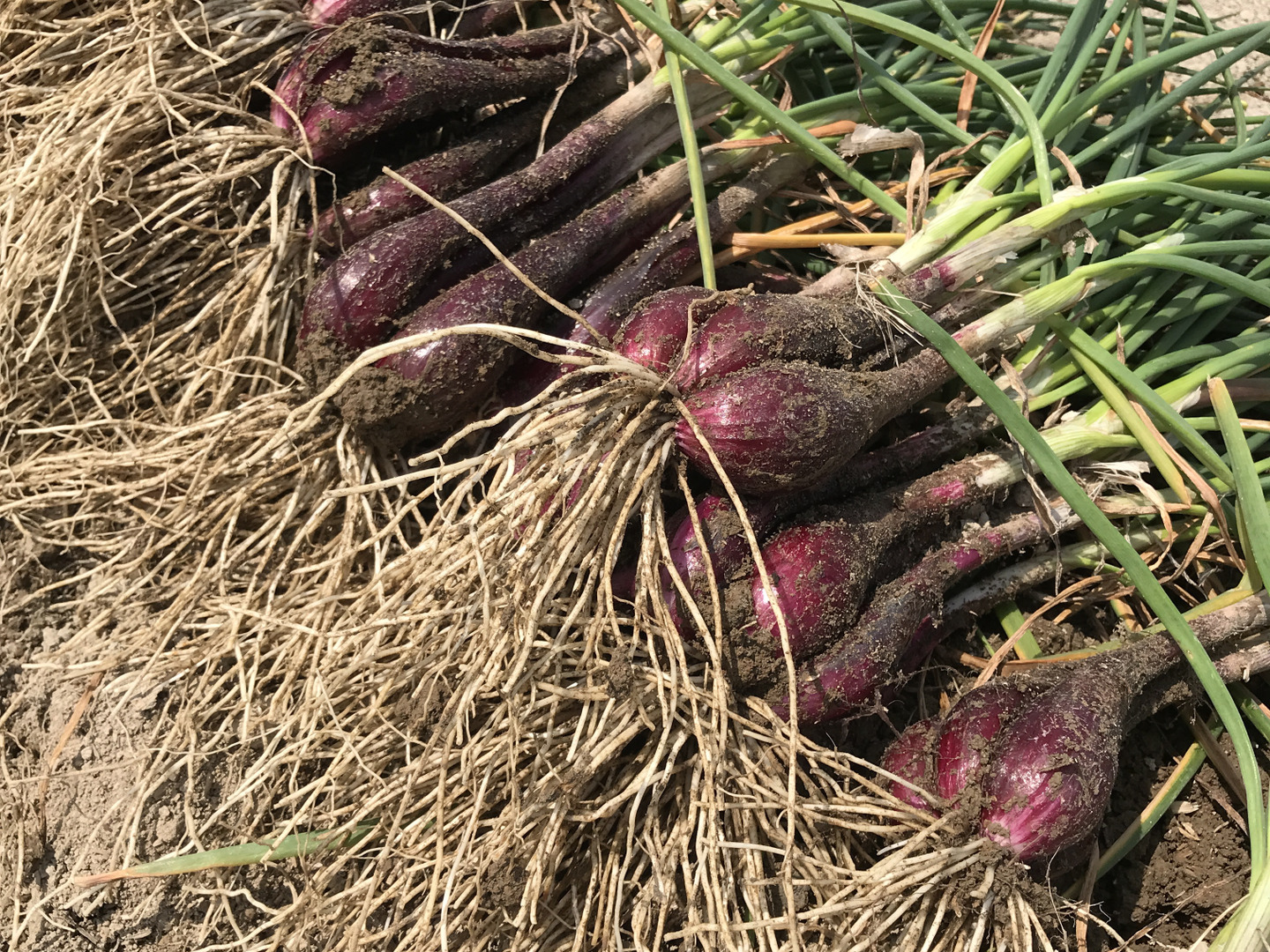 赤らっきょう　10kg （箱込）農家直送 楽天市場】赤 らっきょうの通販