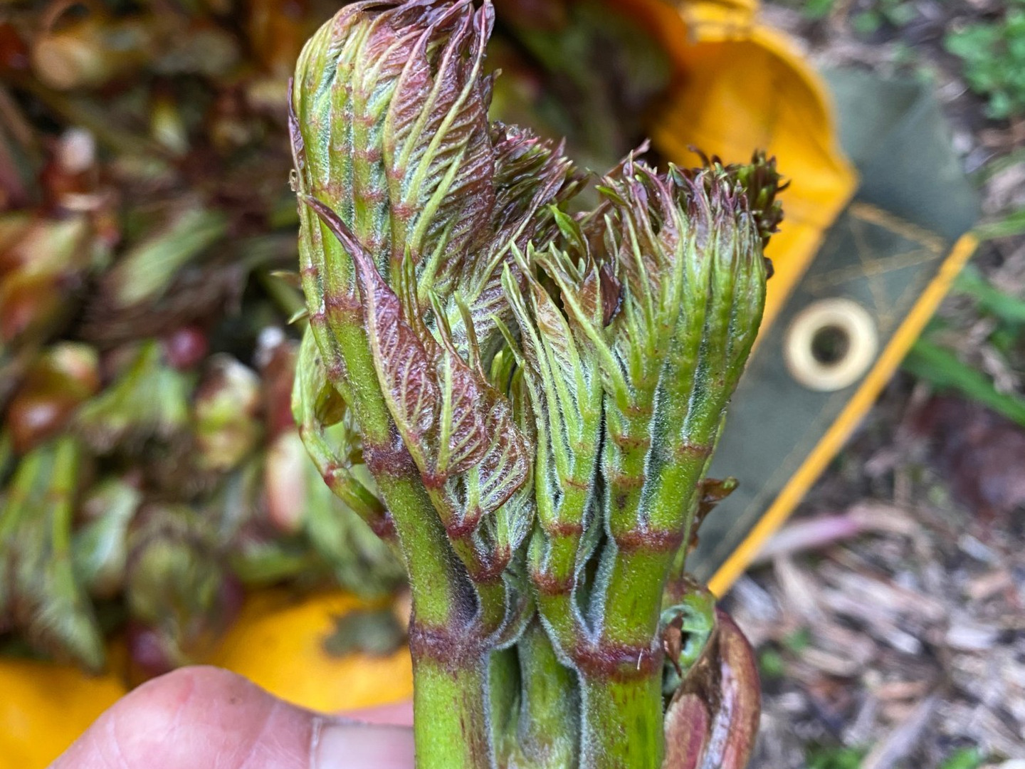 北海道産✴︎タラの芽✴︎採れたて発送《200g》：北海道産の野菜