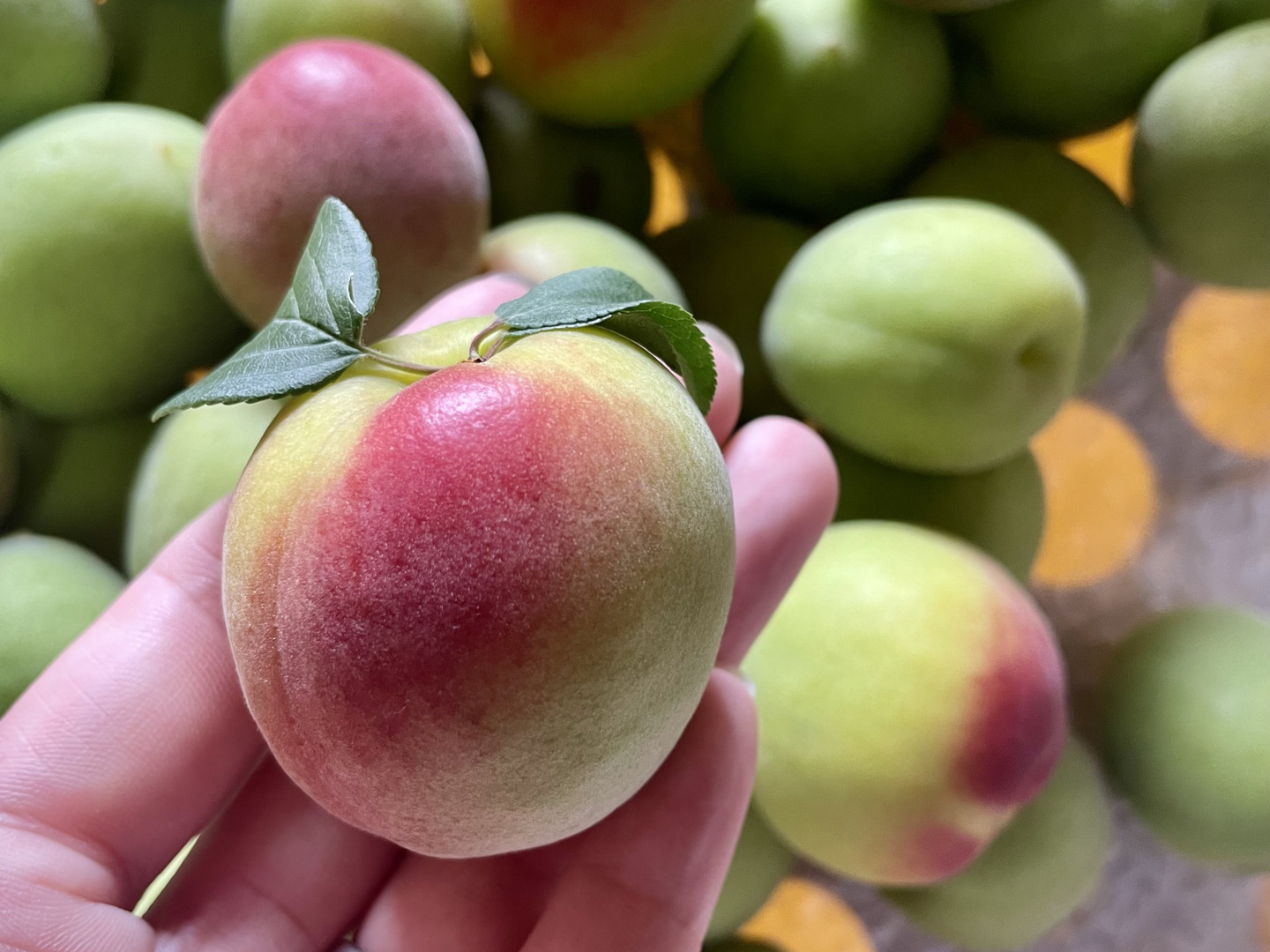 【Cherry】和歌山県産　南高梅　約5㎏ Amazon | もりもとや特選 和歌山県産 南高梅 5キロ ご家庭用
