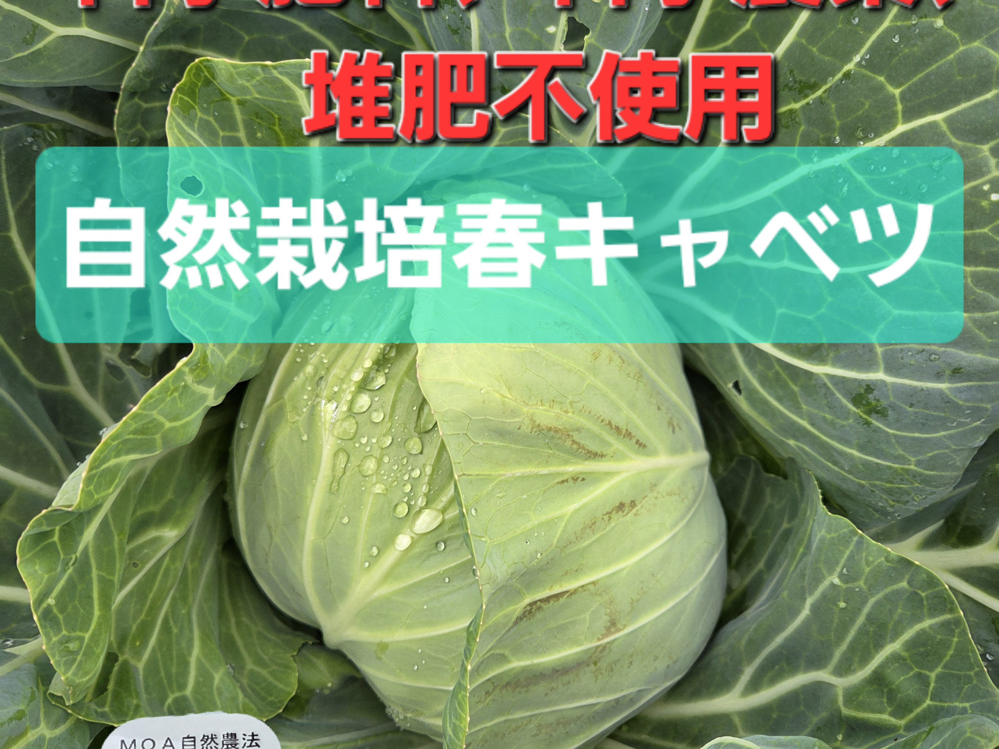 セール！自然栽培春キャベツ 1玉～2玉：青森県産の野菜｜食べチョク