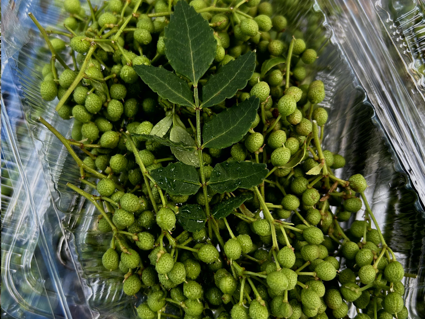 ※予約ページ【信州産】初物＊青山椒 山椒の実 天然物 予約ページ【信州産】初物＊青山椒 山椒の実 天然物（【楽天市場