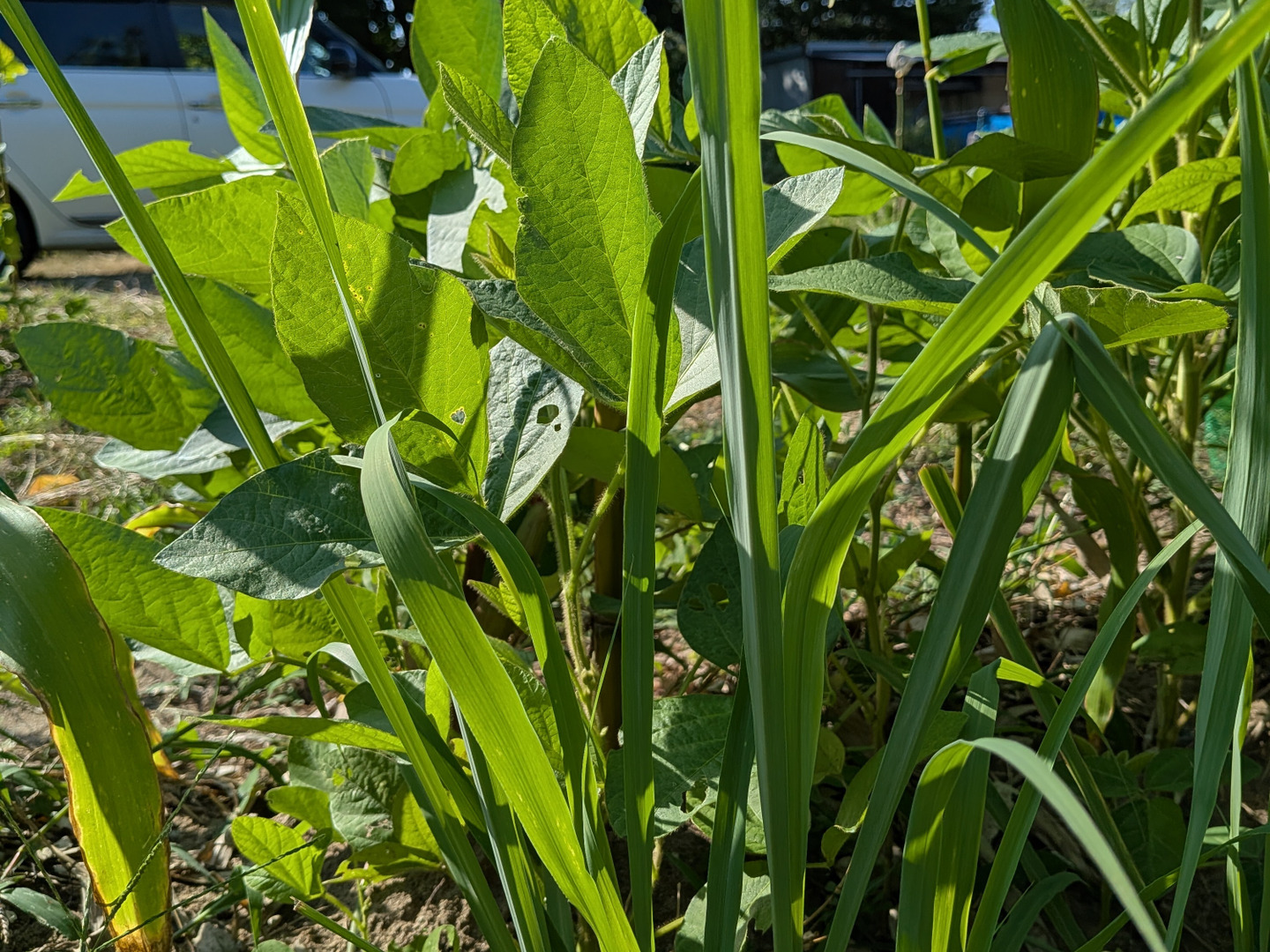レモングラスの生葉🌿20cmの長さ10本から🌿農薬、除草剤、化学肥料等不