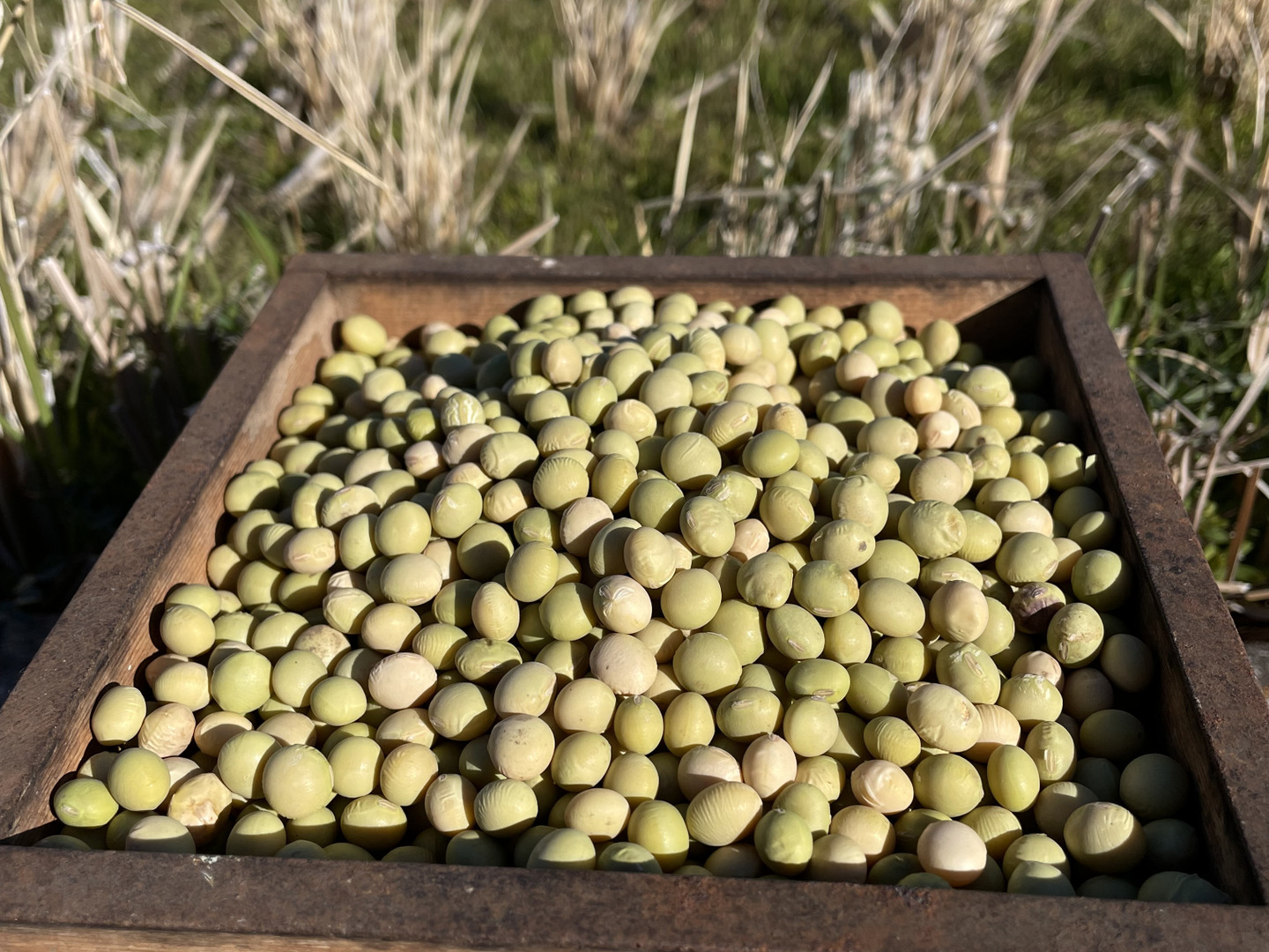 有名ブランド 自然栽培大豆3kg：静岡県産の米・穀類｜食べチョク｜産地直送 野菜
