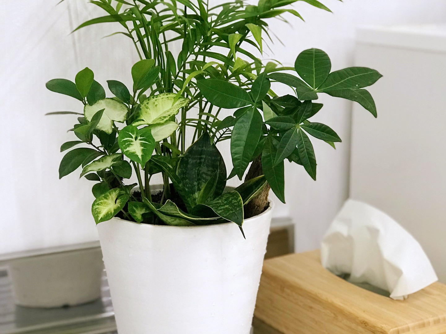 【訳ありお値引品】幸せ運ぶ青い鳥 ❁⃘*.゜ 寄せ植え e57577f5228bb5742589646e8493e4
