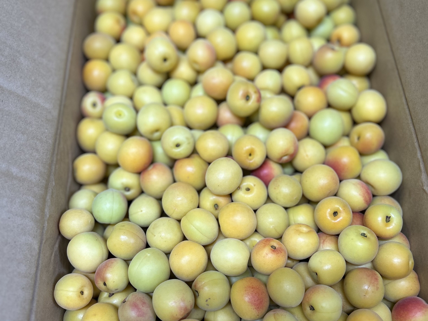 福岡の七折小梅5kg Amazon | OREC 七折小梅 100g | OREC | 梅干し 通販