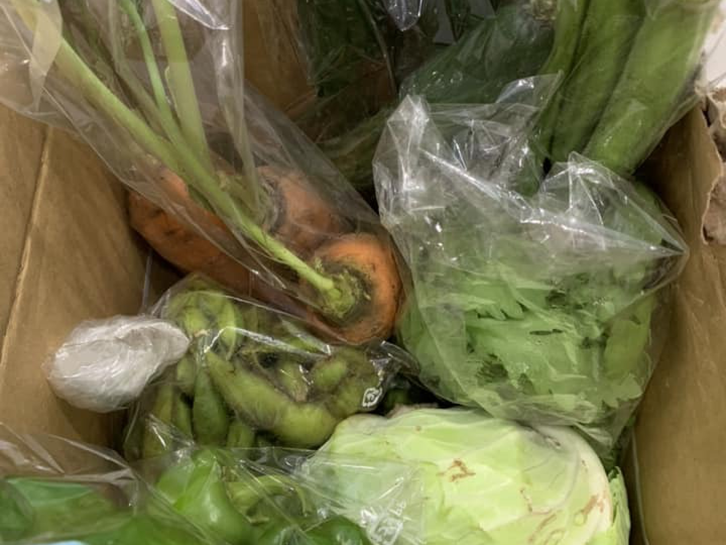 専用　旬野菜　おまかせ夏野菜セット 099H2491 【スピード発送】新鮮 野菜セット 10種類【国産 新鮮