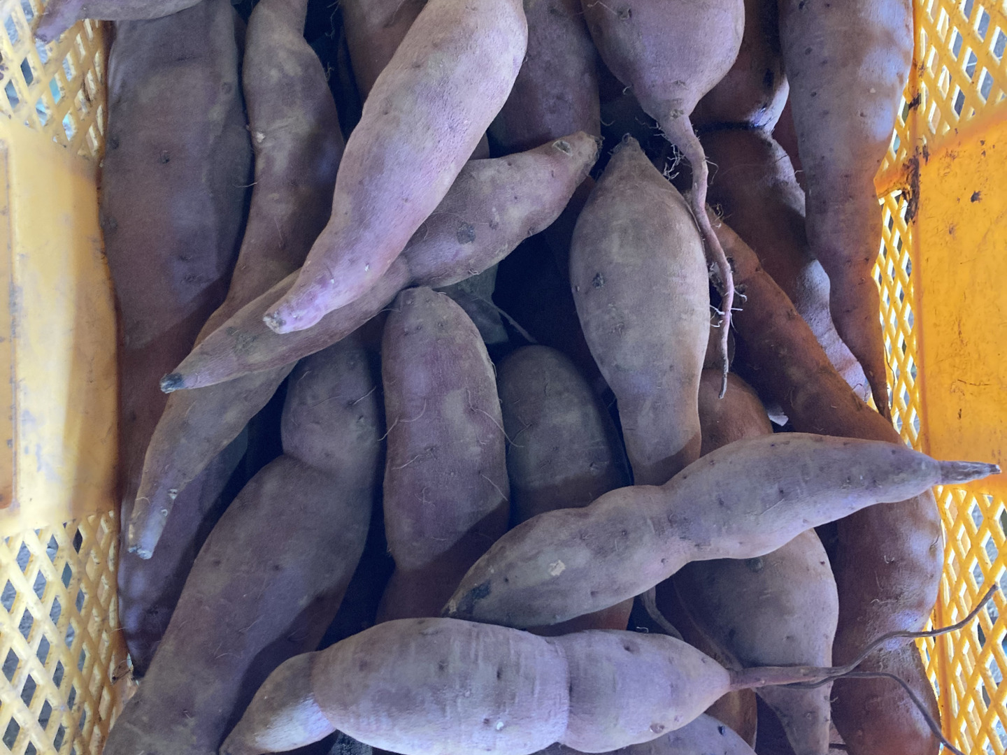 希少！長期熟成】訳アリ紅あずま土付き4kg：千葉県産の
