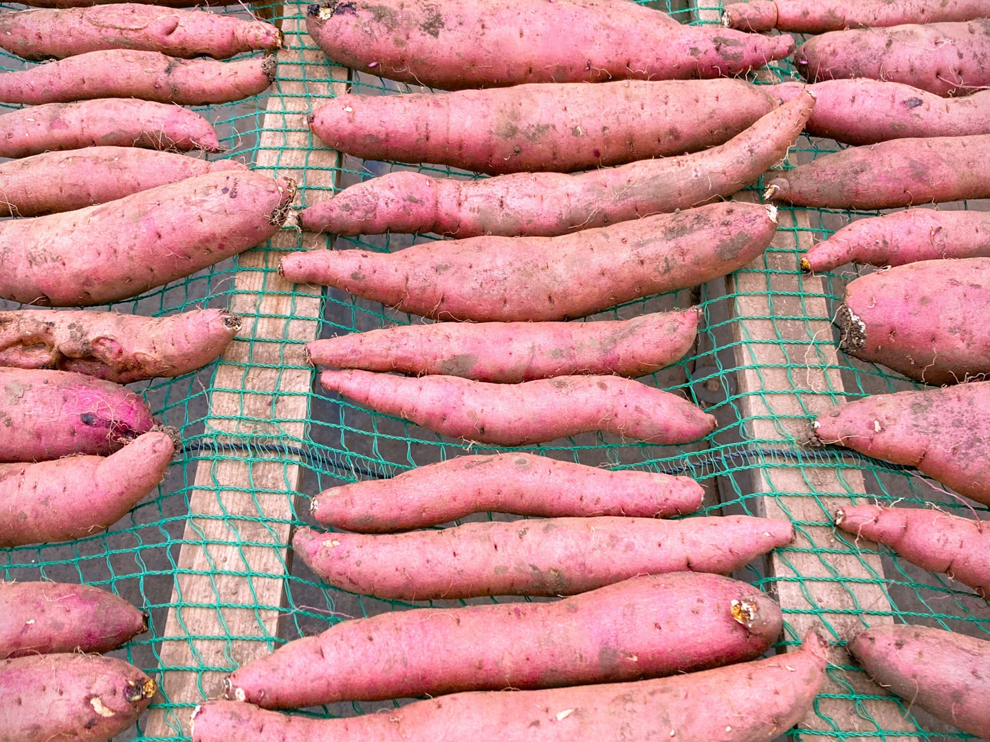 さつまいも 紅はるか 5kg 3Lサイズ ｜産直メロン・いちご「深作