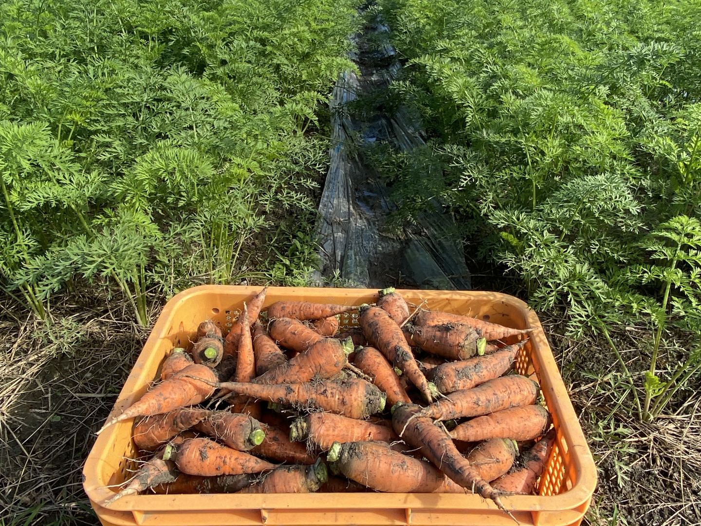 ここちゃん農園ページ♡ ここちゃん農園へのレビュー・商品：徳島県｜食べチョク｜産地