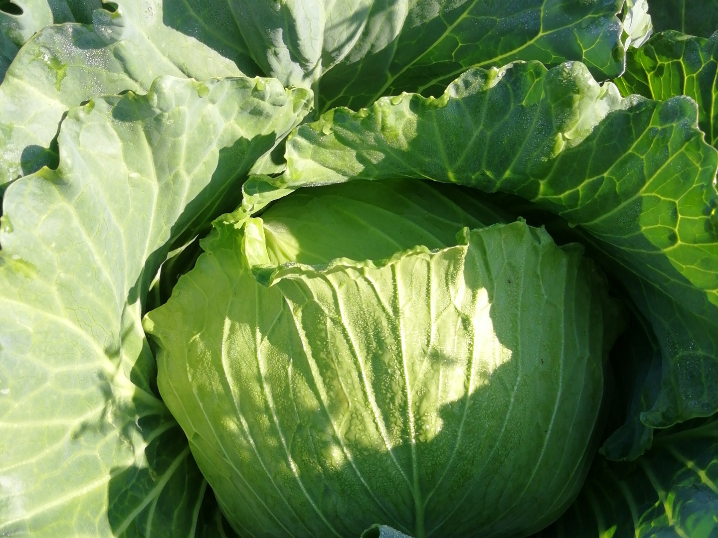 入荷中 朝露したたる！超新鮮！朝どりキャベツ 2玉：千葉県産のその他 野菜