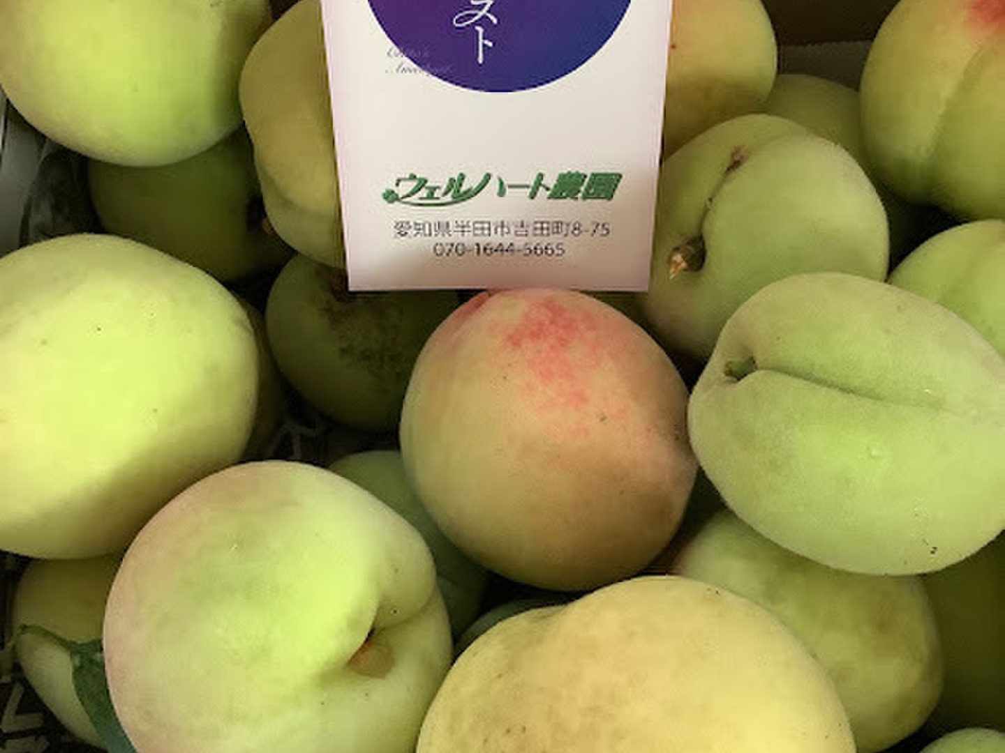 ②大きめ 若桃 摘果桃 加工用 箱込み6キロ 59f17c9f674357e4a3cad93953f1c6