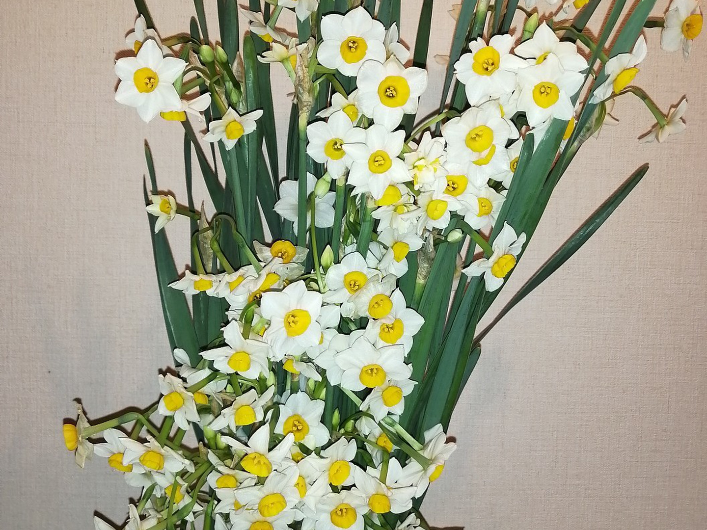 日本水仙（生花）1箱100本入り 花束 ギフト F22X-112 | 千葉県