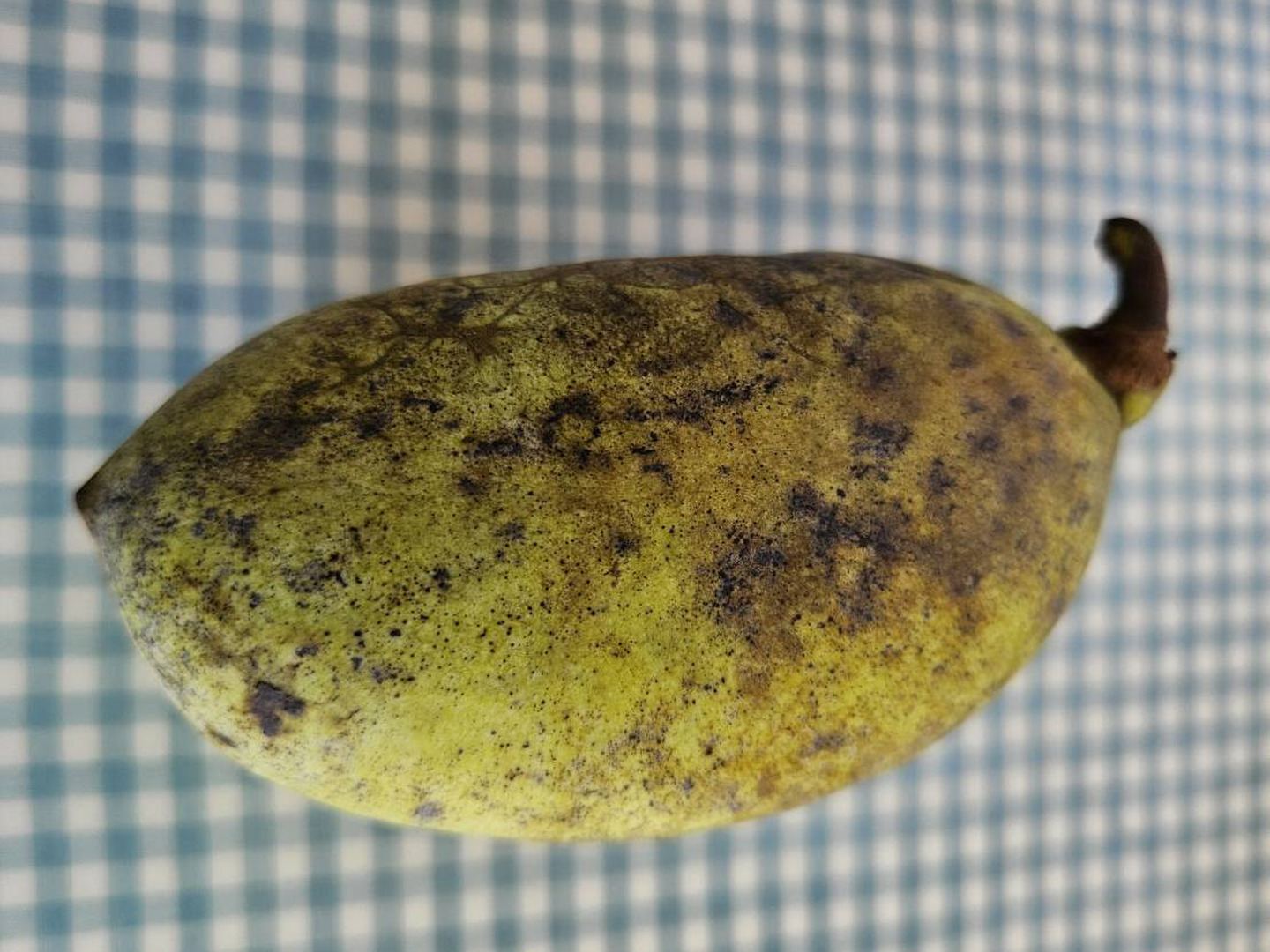 幻のフルーツ☆森のカスタード】ポポー1.5Kg（約10個）以上を