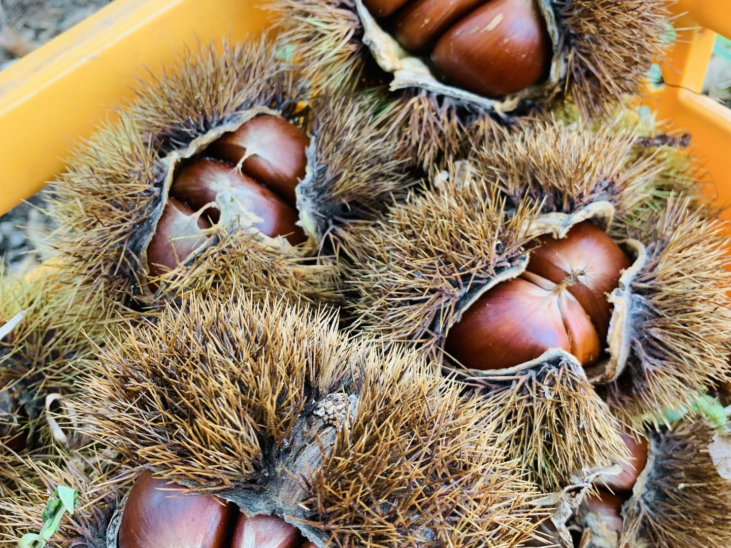 さい様専用【自然栽培】秋の味覚！ 栗4kg L～3Lミックス：熊本