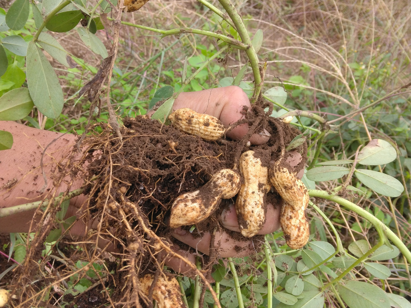 採れたて生落花生3kg無農薬無化学肥料収穫当日发送 採れたて生落花生3kg無農薬無化学肥料収穫当日发送 - メルカリ