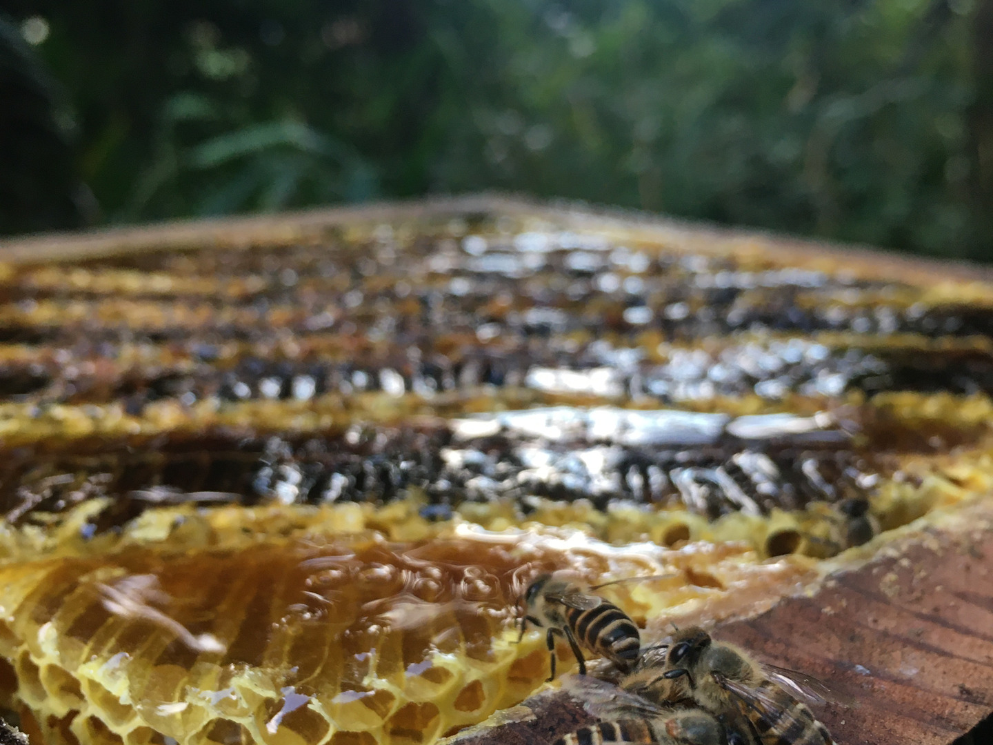 日本ミツバチ 蜂蜜 6年 採れたて 1200g＋600 たれ蜜 非加熱 百花蜜