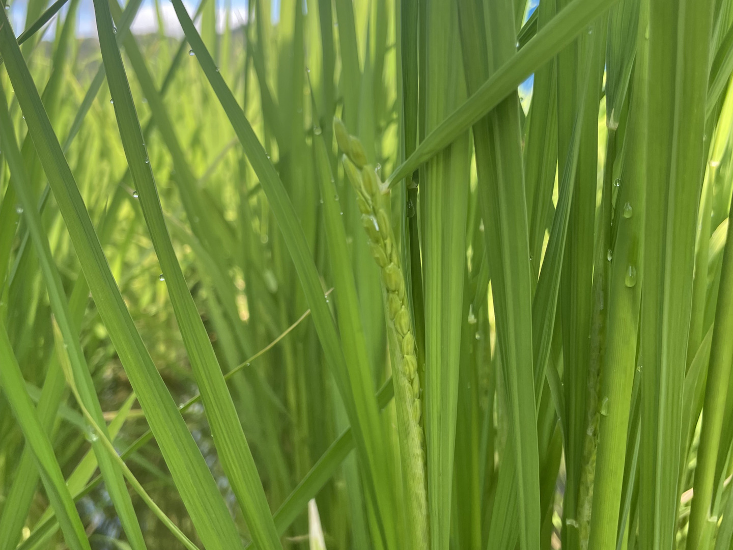 淡路島産新米キヌヒカリ20キロ 令和5年産 キヌヒカリ 新米 白米 20 キロ 淡路島産 20kg