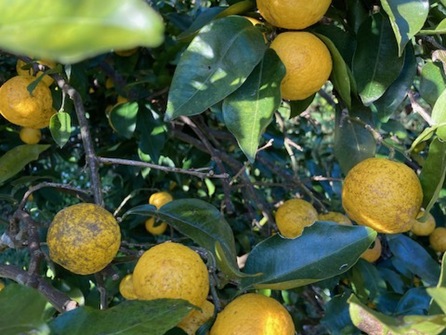 ずっと気になってた 花柚子 自然栽培 ゆず 2kg：鹿児島県産のみかん・柑橘類｜食べ 果物