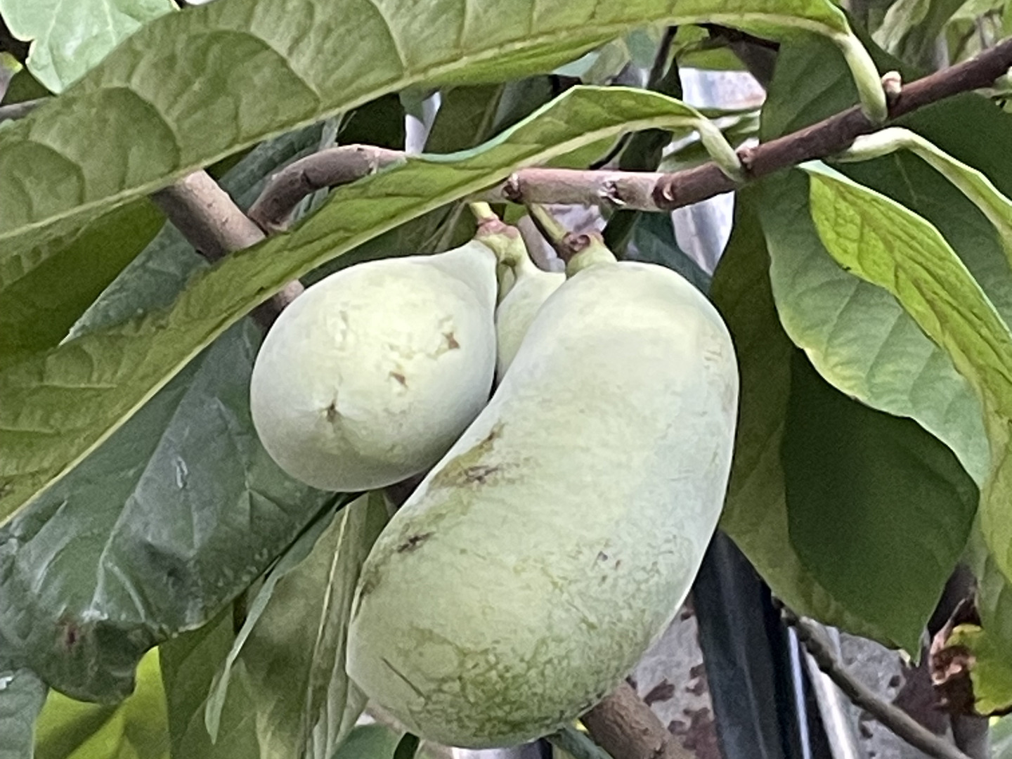 幻の果物！ポポー 1.8キロ：山形県産の果物｜食べチョク｜産地